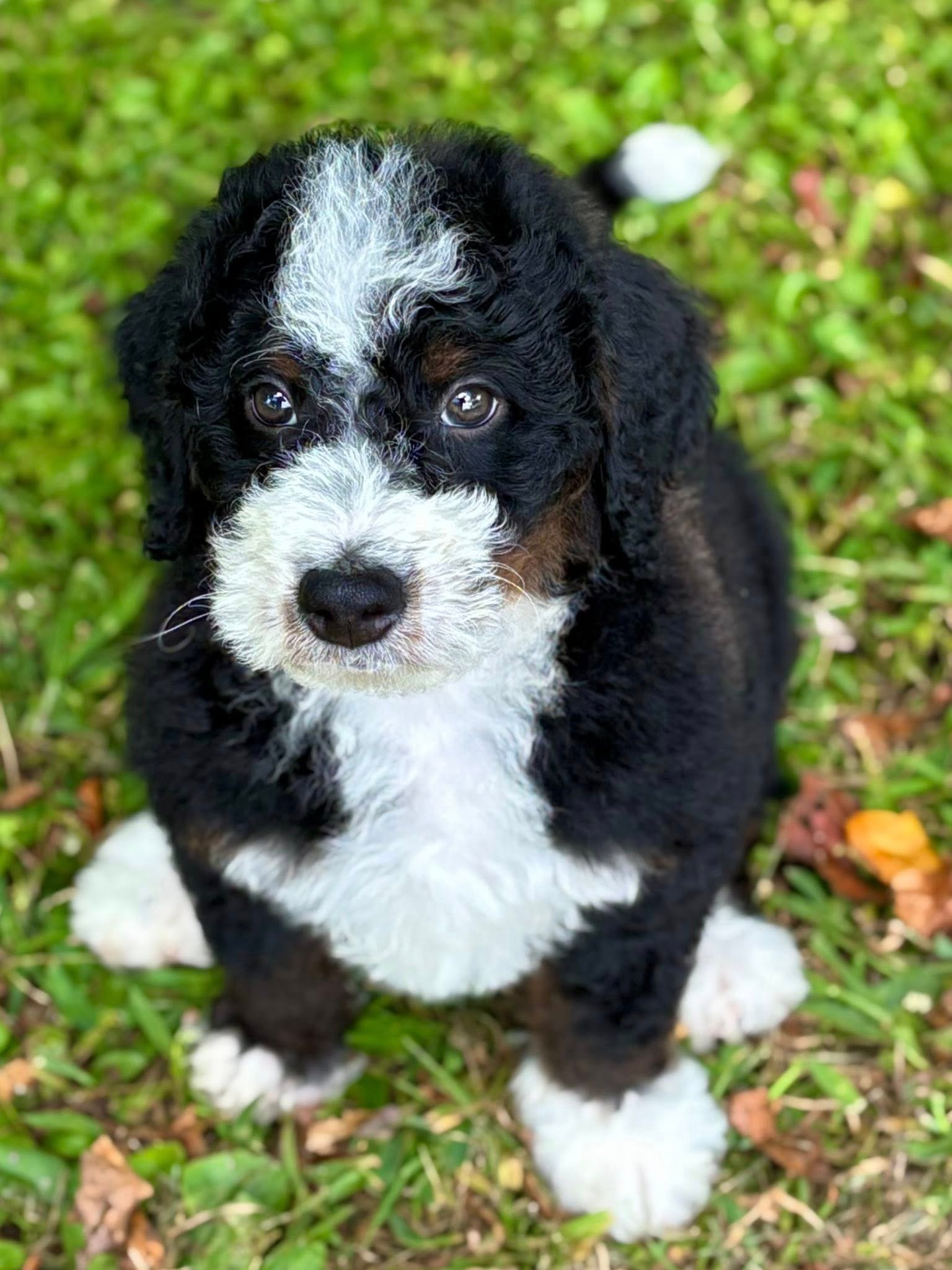 bernedoodles adoption