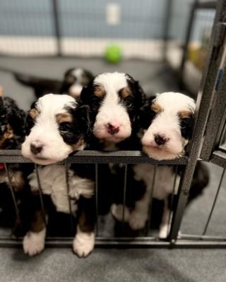 mini bernedoodle for sale
