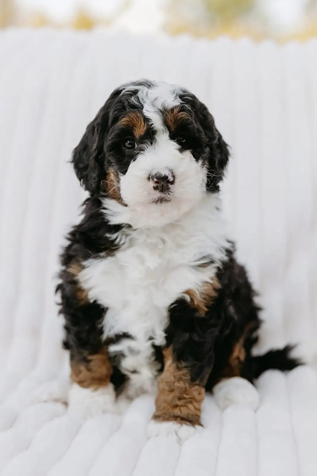 bernedoodles adoption