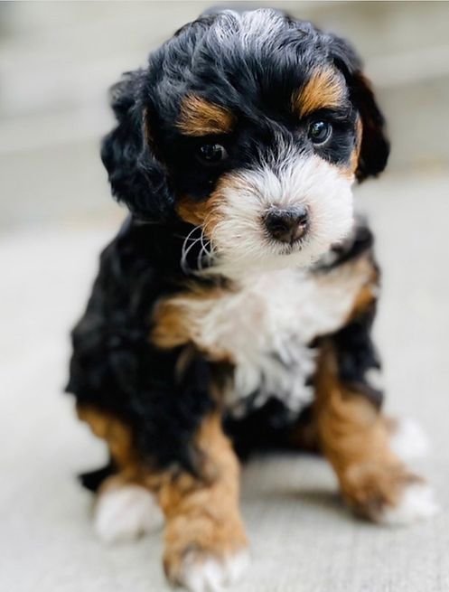 bernedoodles adoption